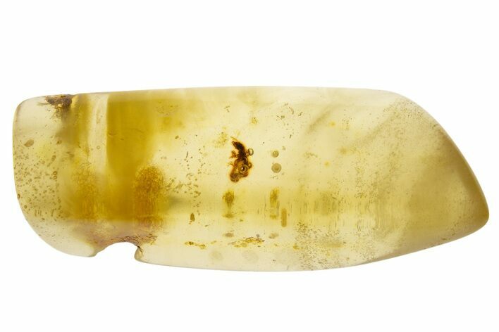 Polished Colombian Copal ( g) - Contains Termites! #331644